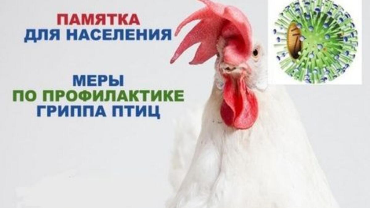 Высокопатогенный грипп птиц: угроза и защита