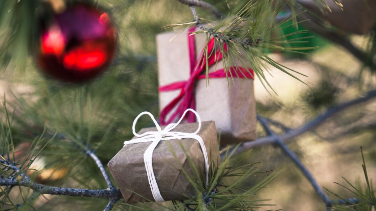 Елочные базары в Севастополе: где и когда горожане готовятся к Новому году