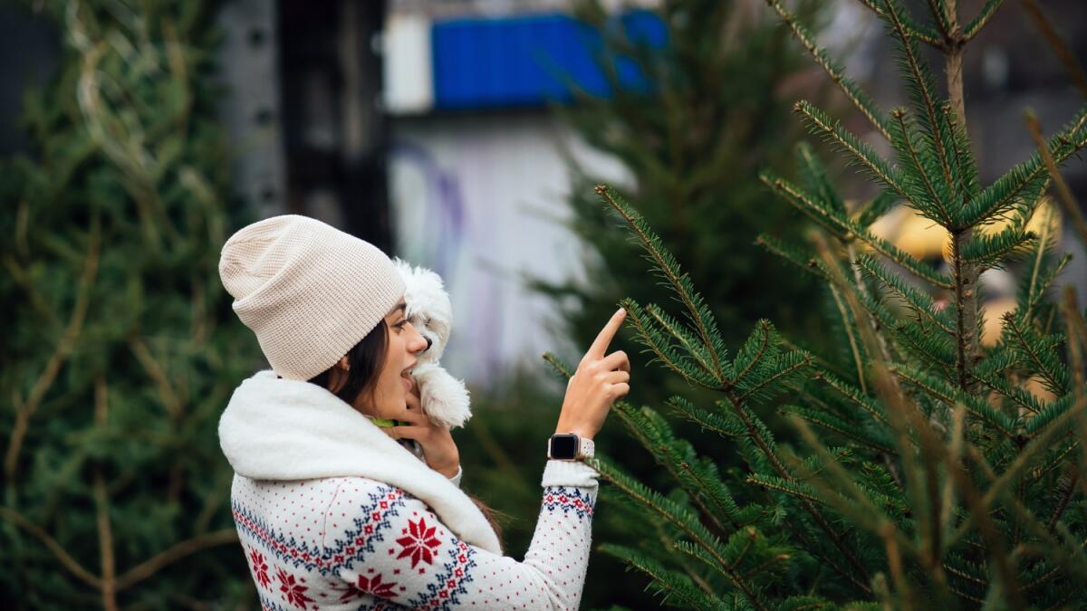 В Симферополе заработали официальные ёлочные базары: где купить живую елку и сколько она стоит в 2025 году