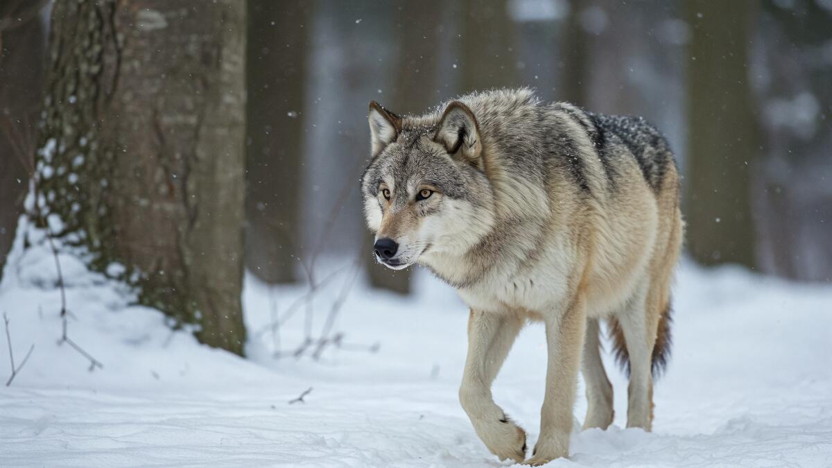 Волкособы в Крыму: новая экологическая угроза?
