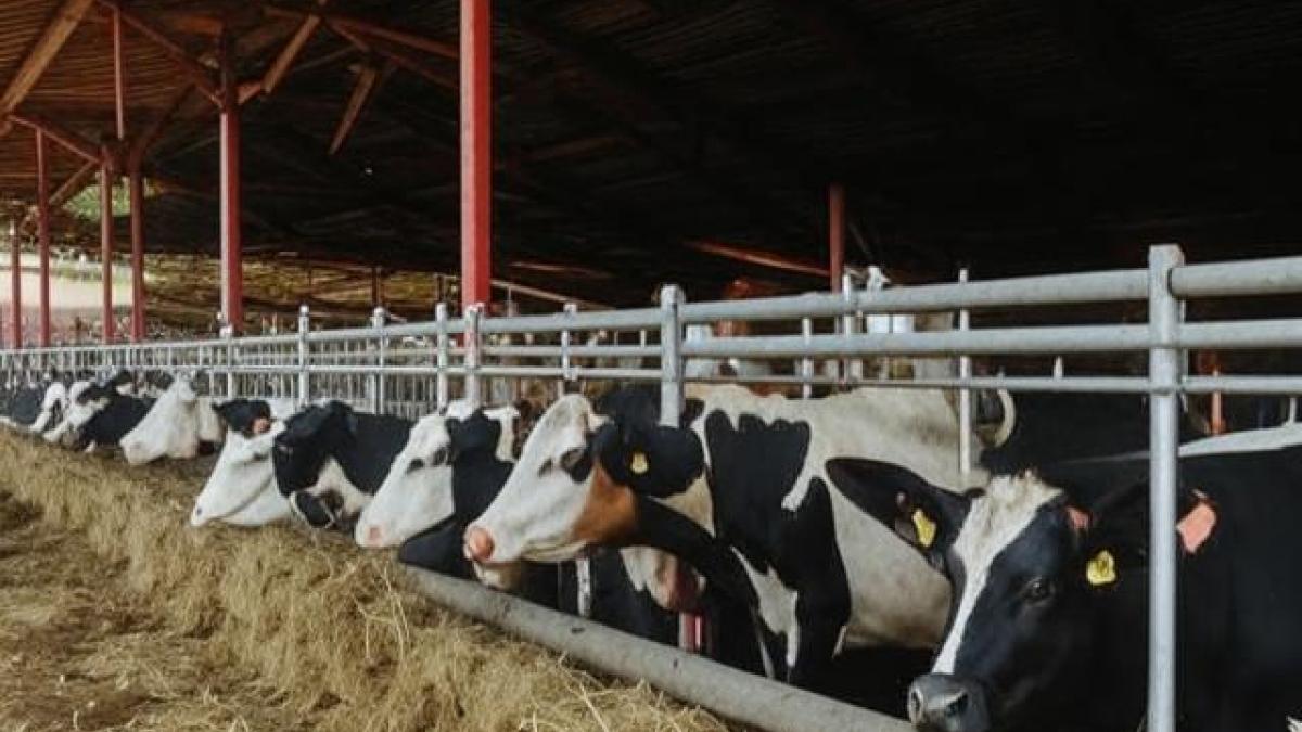 В Крыму выявили более 200 неучтённых голов скота в ходе проверки